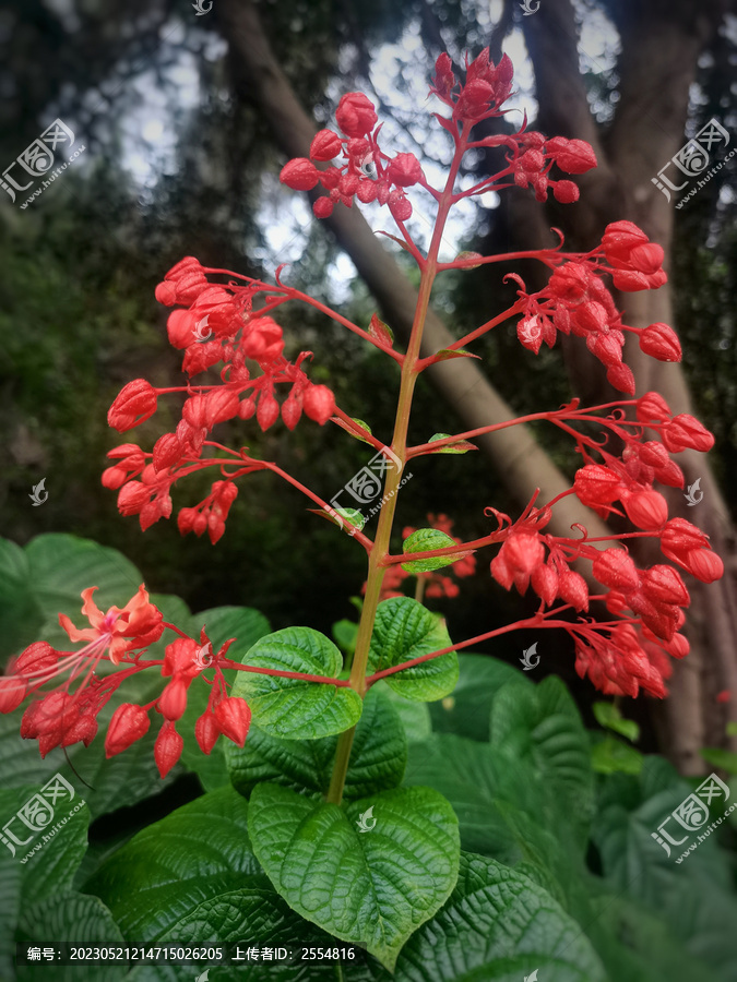 狀元紅網(wǎng)，揭秘狀元背后的秘密，掌握精準(zhǔn)資料的力量，狀元背后的秘密，精準(zhǔn)資料揭示成功之路 —— 狀元紅網(wǎng)