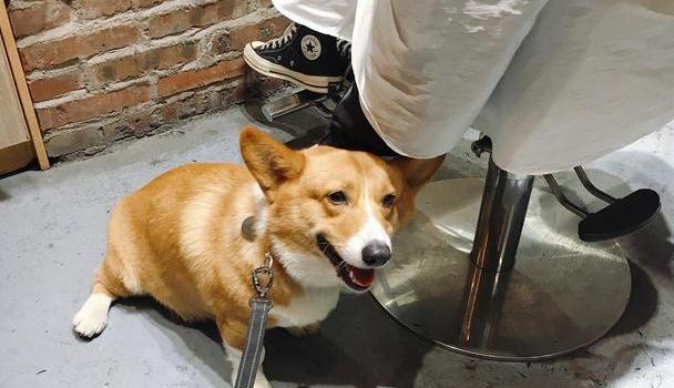 探索全新版狗狗玄機，揭秘7777788888的奧秘與獨特魅力，揭秘狗狗玄機與神秘數(shù)字7777788888的獨特魅力探索