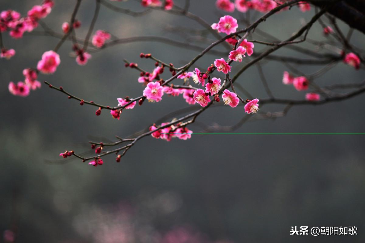 探索新澳門(mén)正版梅花詩(shī)，預(yù)測(cè)與展望到2025年第107期，新澳門(mén)正版梅花詩(shī)，探索預(yù)測(cè)與展望至2025年第107期揭秘