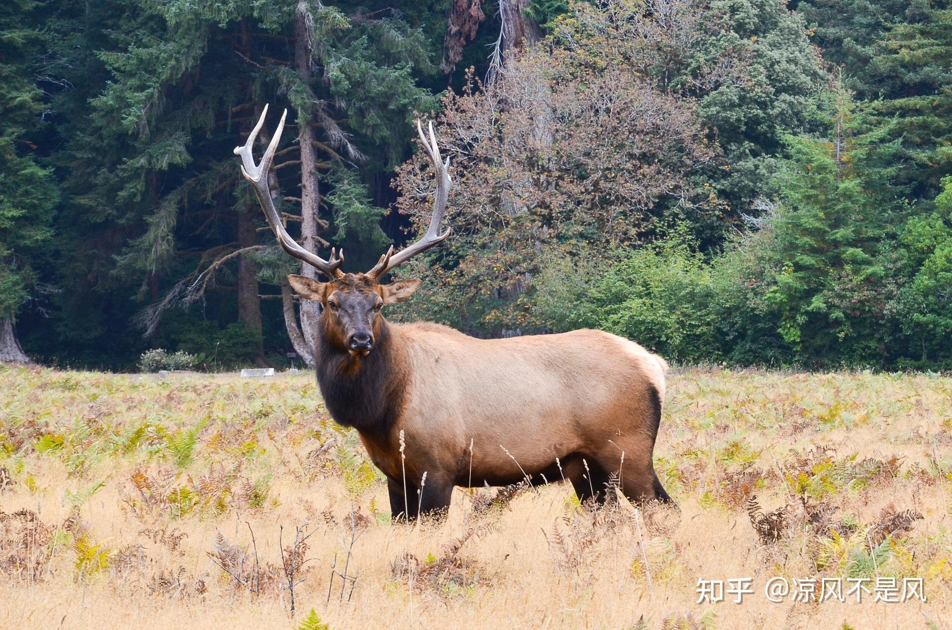 揭秘劉伯溫四不像動物一肖圖，神秘預(yù)言與傳奇故事，劉伯溫四不像動物一肖圖揭秘，神秘預(yù)言背后的傳奇故事
