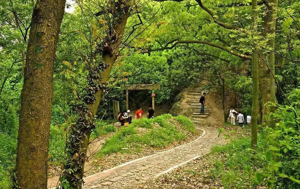王中王115期指一生肖，深度解析與預(yù)測，王中王115期生肖深度解析與預(yù)測，揭秘一生肖的神秘面紗