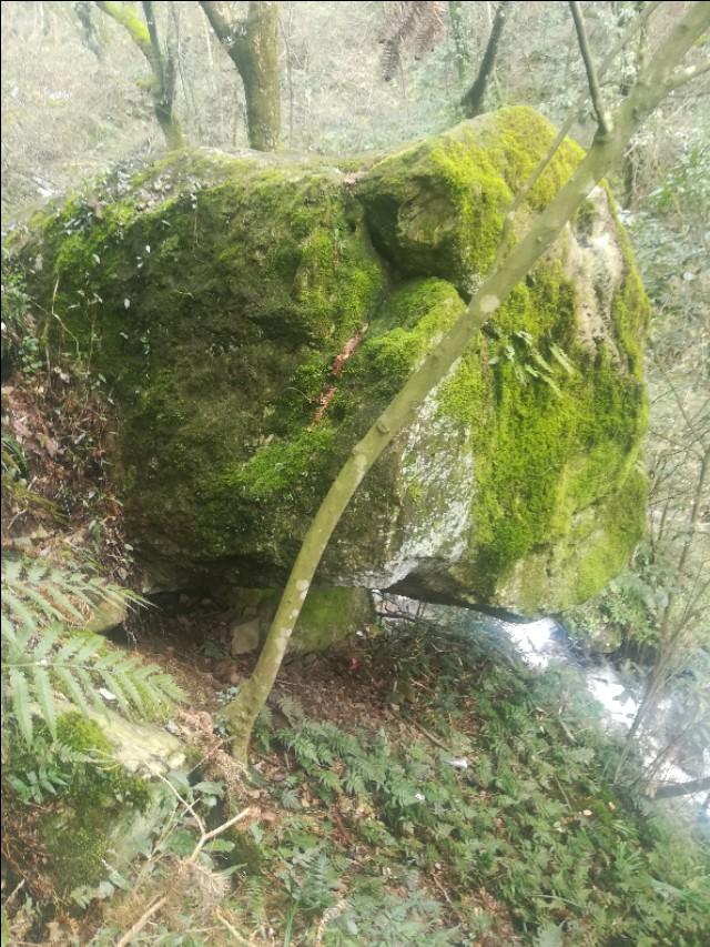 關(guān)于劉伯溫四不像正版一肖的奧秘，劉伯溫四不像正版一肖奧秘揭秘