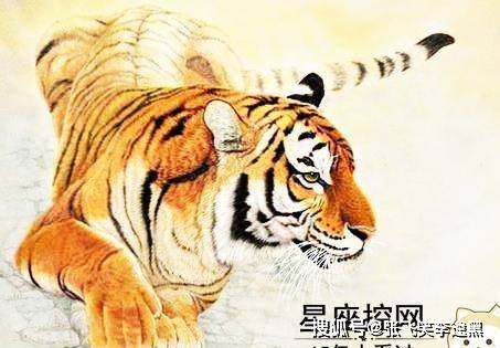 虎頭王中王打一生肖——揭秘背后的神秘符號，虎頭王中王背后的神秘生肖符號揭秘