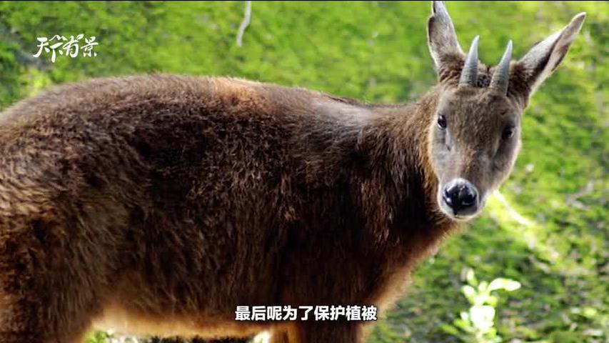新澳2025今晚開獎資料解析——四不像也值得關(guān)注，新澳2025今晚開獎資料深度解析，四不像號碼同樣值得關(guān)注