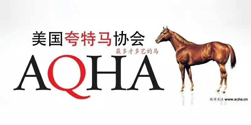 澳門碼今晚開什么特馬，探索澳門彩票的奧秘，澳門彩票探索，特馬奧秘與今晚開獎(jiǎng)揭秘