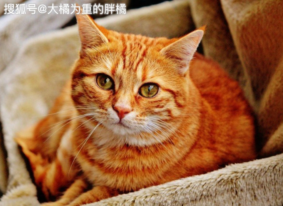 揭秘王中王四不象必中一肖，真相與策略探討，揭秘王中王四不象必中一肖，真相大揭秘與策略深度探討