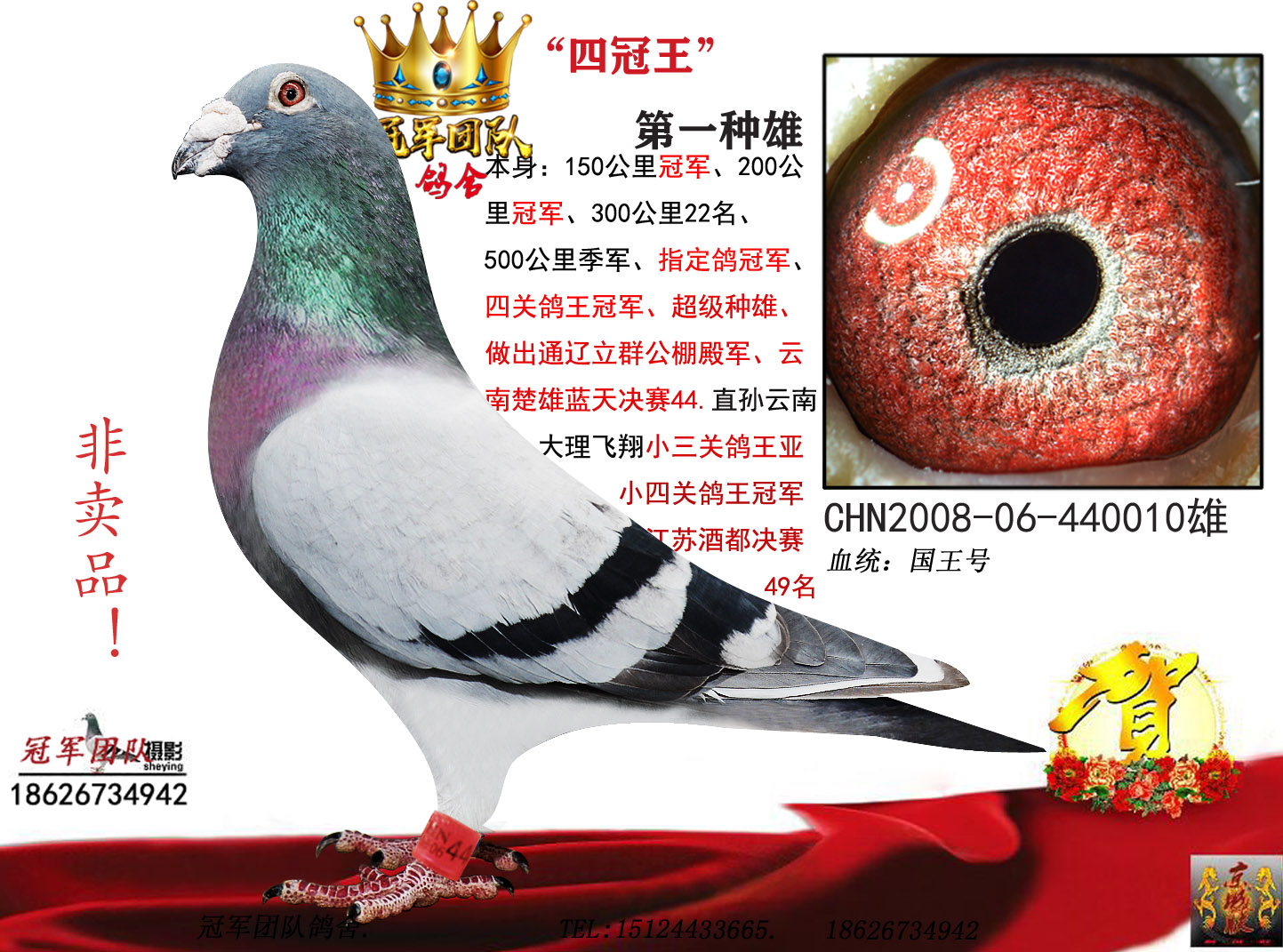 揭秘049王中王風(fēng)冠一肖，神秘數(shù)字背后的故事，揭秘神秘數(shù)字背后的故事，揭秘王中王風(fēng)冠一肖的秘密
