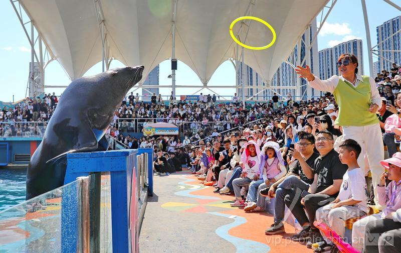 新澳2025今晚開獎結果及彩票背后的故事，新澳2025彩票背后的故事與今晚開獎結果揭曉