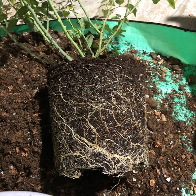 為什么醫(yī)生不建議隨意服用阿莫西林？深入了解阿莫西林的利弊，阿莫西林的利弊解析，醫(yī)生不建議隨意服用的原因