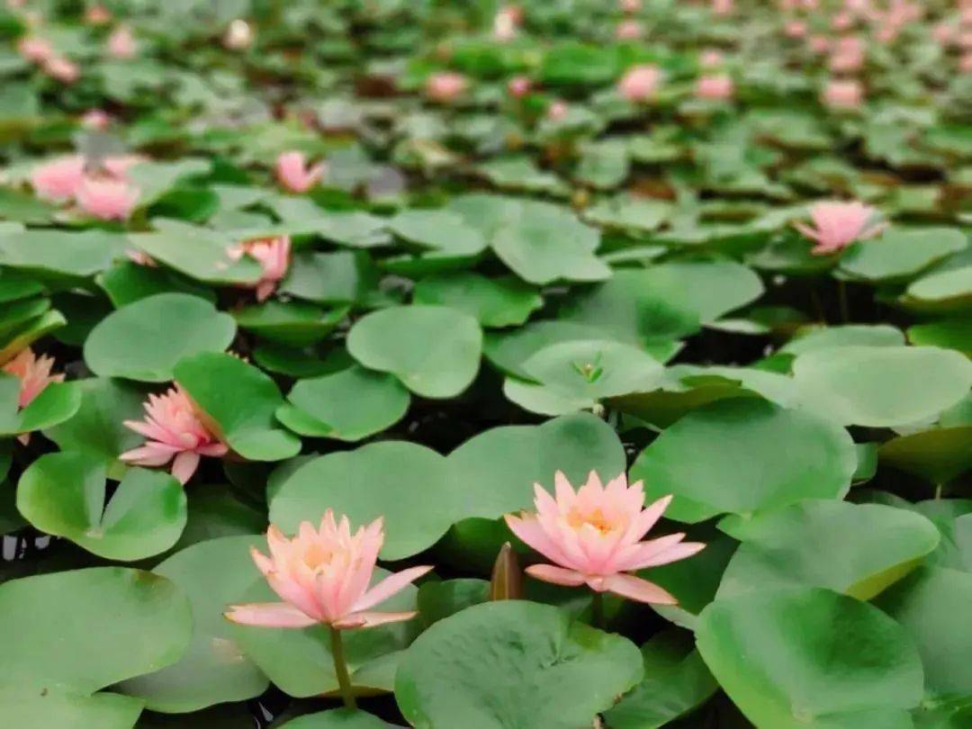 探尋王中王一肖中的奧秘，深度解析搜索關(guān)鍵詞背后的故事，深度解析王中王一肖背后的故事，探尋搜索關(guān)鍵詞的奧秘之旅