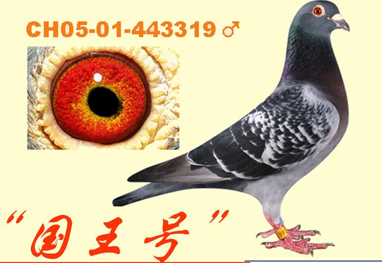 揭秘生肖傳奇，探尋049王中王風(fēng)冠一肖背后的秘密，揭秘生肖傳奇，探尋背后秘密，揭秘王中王風(fēng)冠一肖的神秘面紗