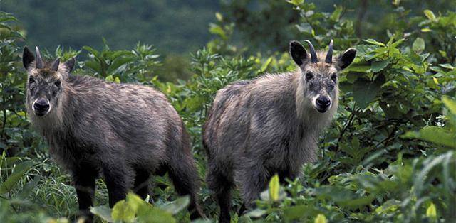 四不像必中一肖王中王，揭秘生肖運(yùn)勢與神秘預(yù)測之謎，揭秘生肖運(yùn)勢與神秘預(yù)測，四不像必中一肖王中王揭秘預(yù)測之謎