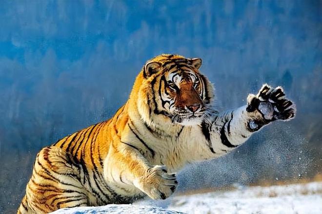 虎頭王中王打一生肖——探尋神秘生肖之謎，神秘生肖揭秘，虎頭王中王所指生肖探秘