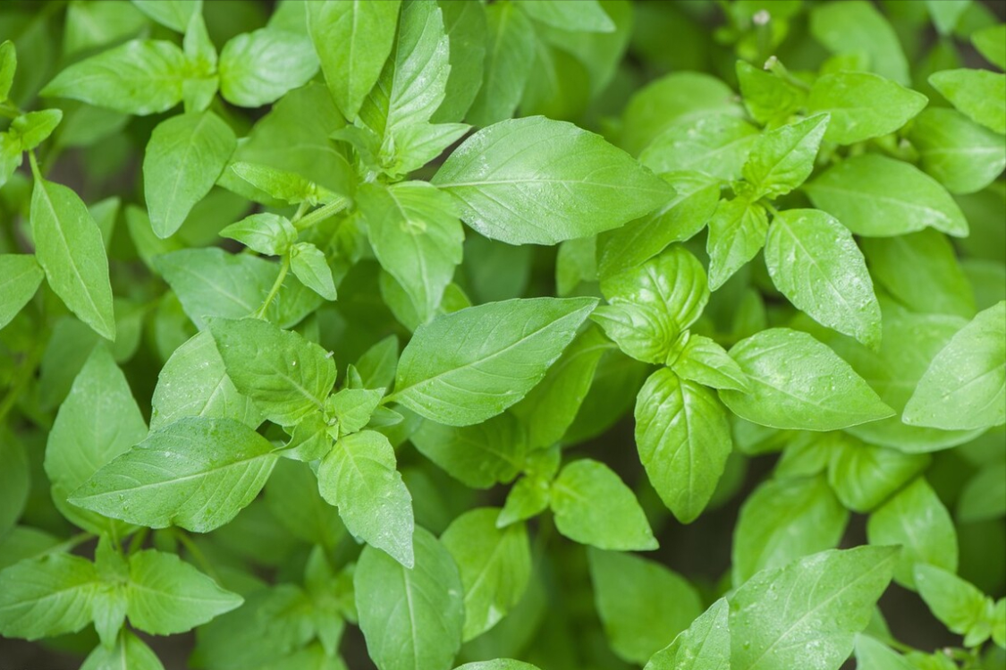 荊芥，古老植物的魅力與SEO優(yōu)化策略，荊芥的魅力與SEO優(yōu)化策略探討