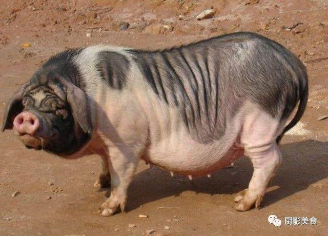 花豬王中王平特一肖，深度解析與SEO優(yōu)化策略，花豬王中王平特一肖，深度解析及SEO優(yōu)化策略探討